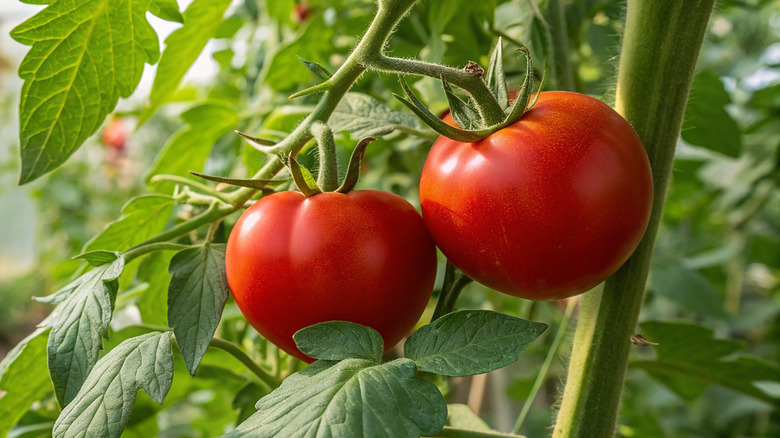 tomato plant