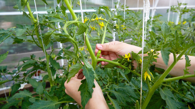 a person prunning and tending a tomato plant