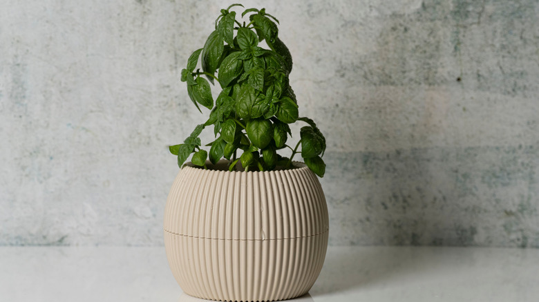 wilted basil in a pot