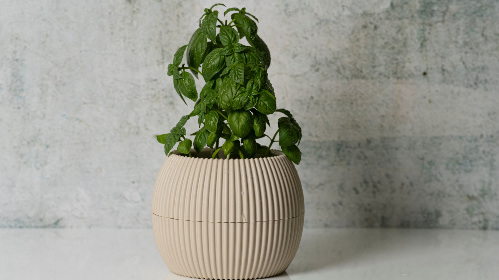 Wilted Herbs? Here's How To Easily Revive Them