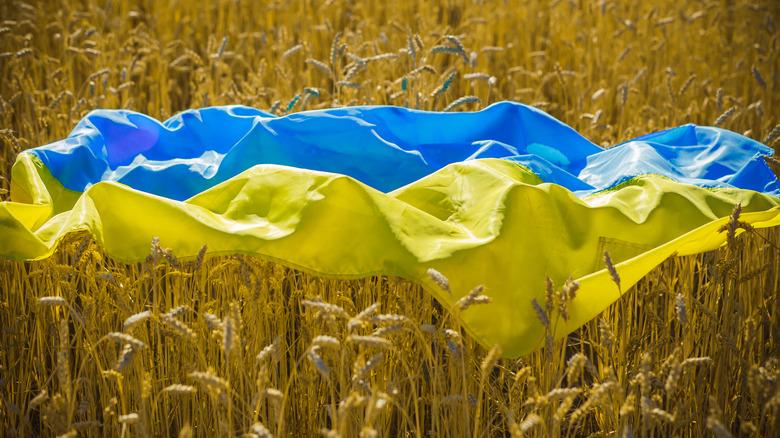 Ukrainian flag in a wheat field