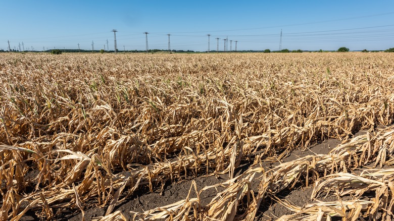 Dead and dried crops in a drought at a Hungary farm
