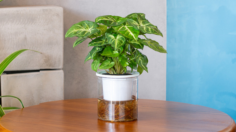 A heathy arrowhead vine growing in a hydro pot on a kitchen table