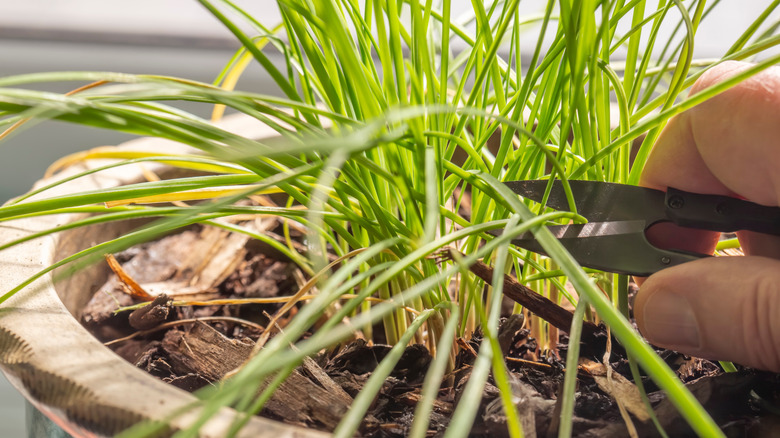 A man harvesting an indoor chive plant with herb scissors