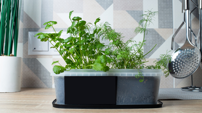 An oblong black container of dill and parsley growing on a kitchen counter