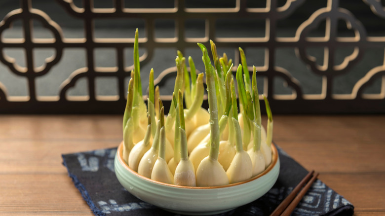 Sprouted garlic growing in a shallow white dish