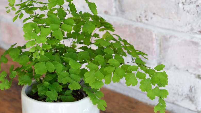 A small maidenhair fern plant in a white pot on a table
