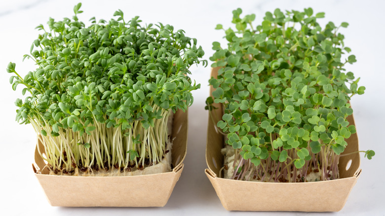 Microgreens sprouting in brown cardboard takeout containers on a kitchen counter