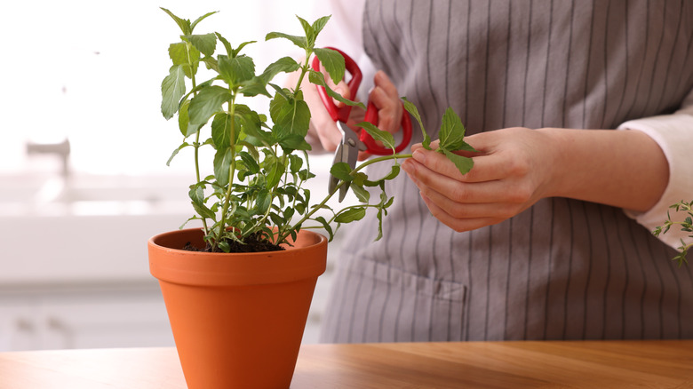 A woman in a striped apron harvesting a mint plant in her kitchen