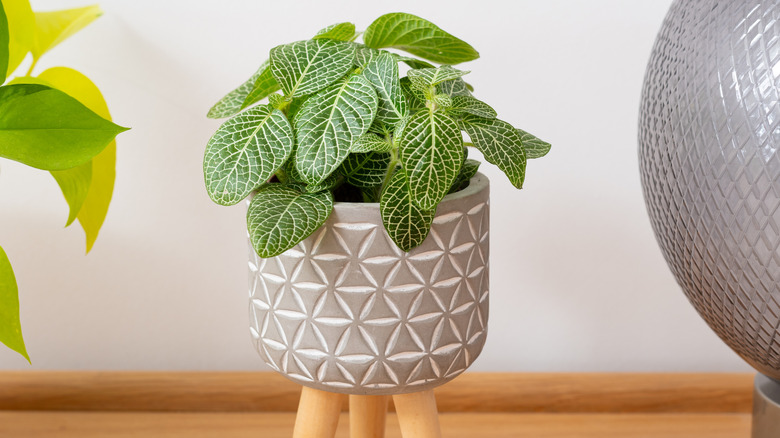 A nerve plant in a textured white pot on a plant stand in a home
