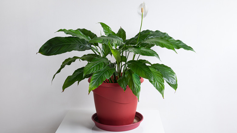 A lush, healthy green peace lily with a single white bloom in a red pot