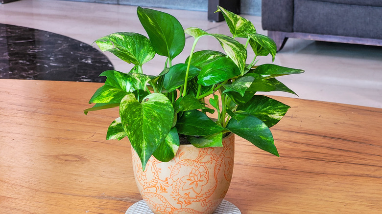 A golden pothos plant in an ornamental pot on a wooden table
