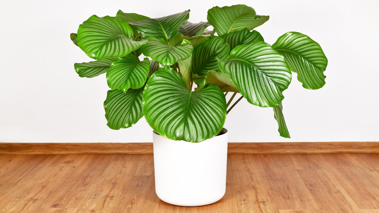 A large, healthy prayer plant with broad green leaves in a white pot on the floor