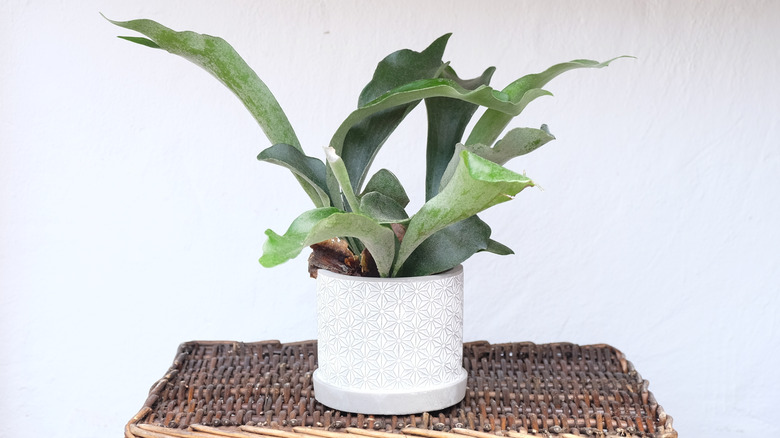 A small staghorn fern in a white ceramic pot