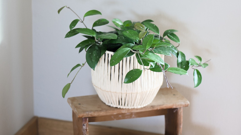 A large wax plant in a white wicker basket on a wooden plant stand