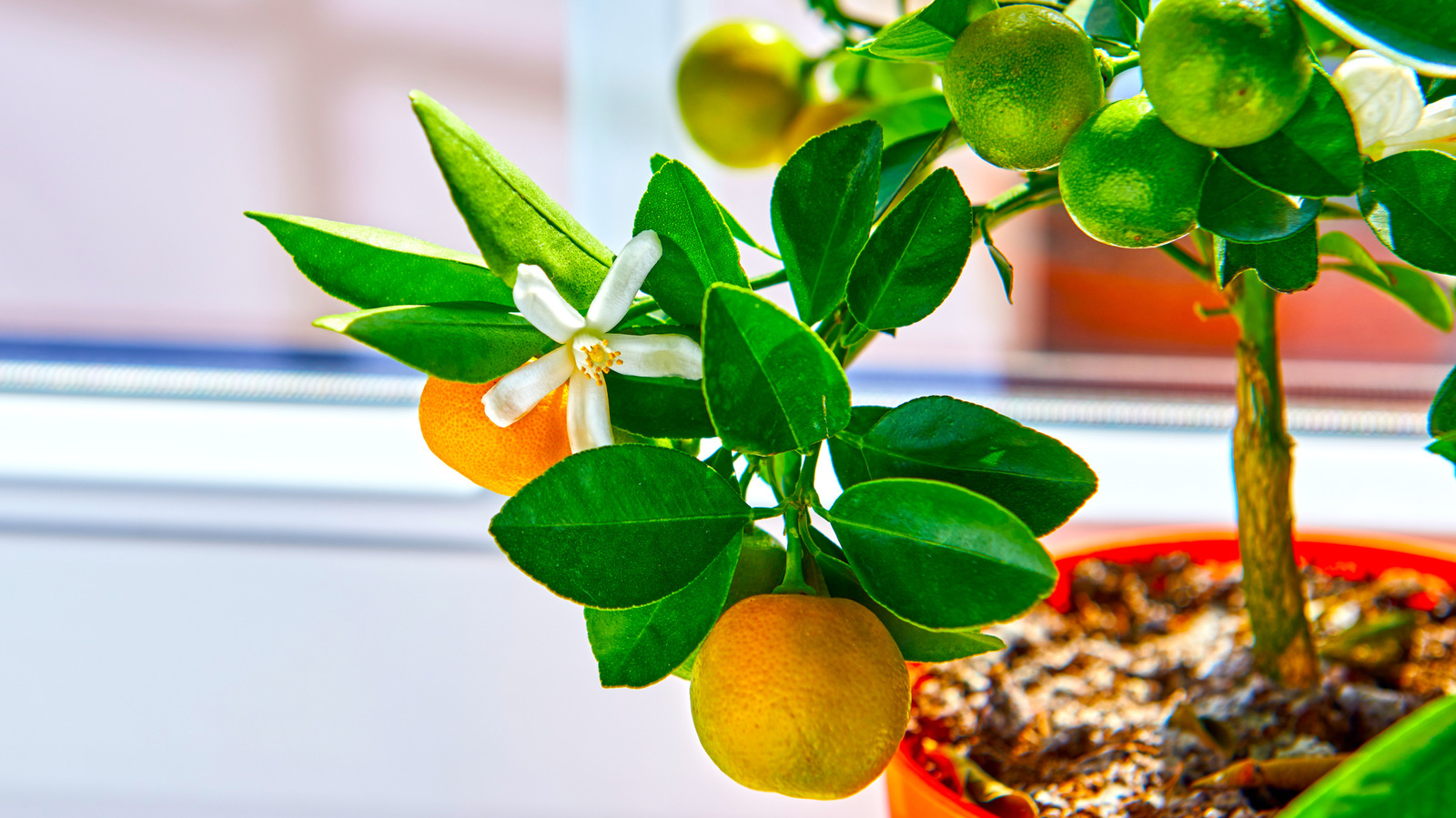 Rare citrus offers Latvian restaurant kitchens a route beyond lemon