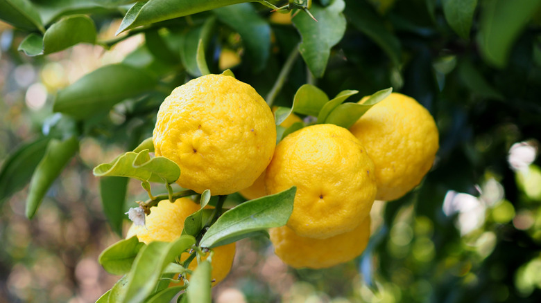 Yuzu fruit hanging from tree