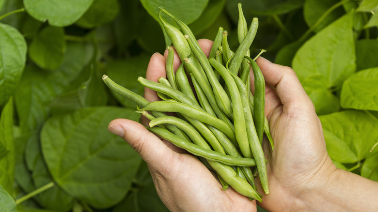 Hands holding green beans