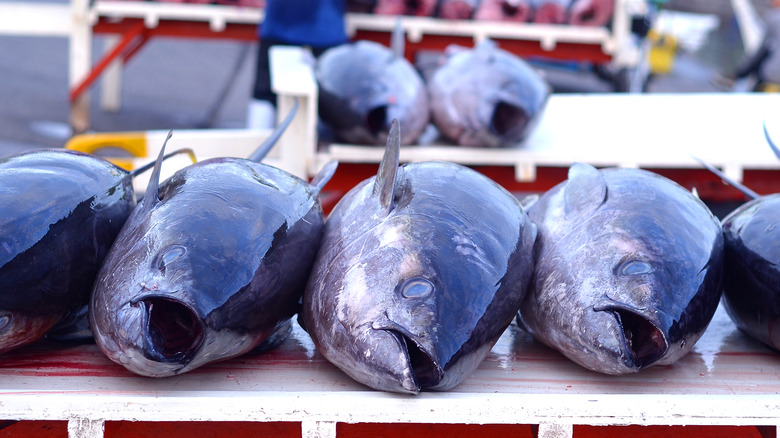 yellowfin tuna lined up
