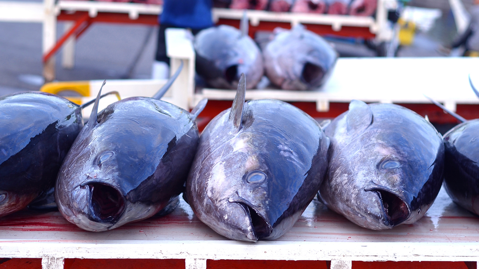 Yellowfin Vs. Bigeye Ahi Tuna: What's The Difference?