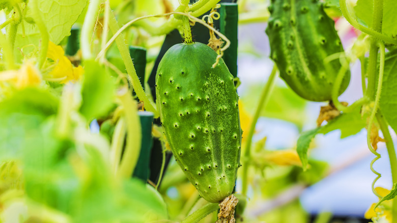 Cucumbers hanging on vines