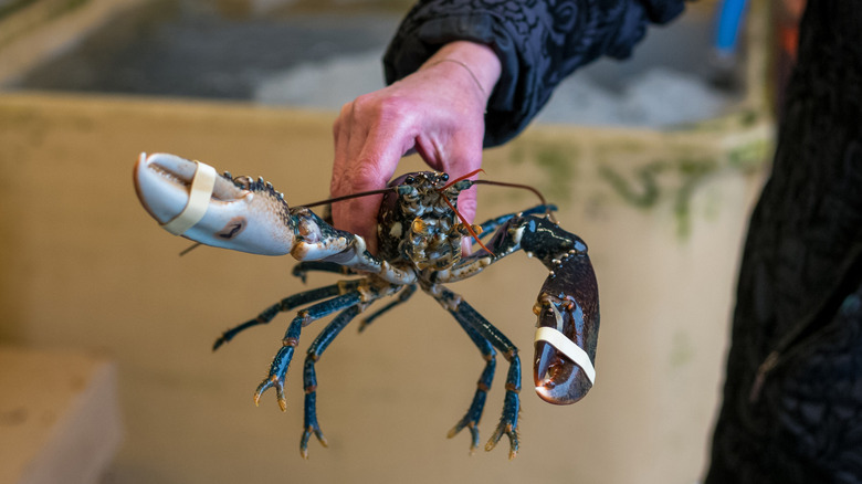 A person's hand holding up a live lobster for inspection