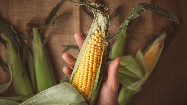 hand displaying half-schucked corn