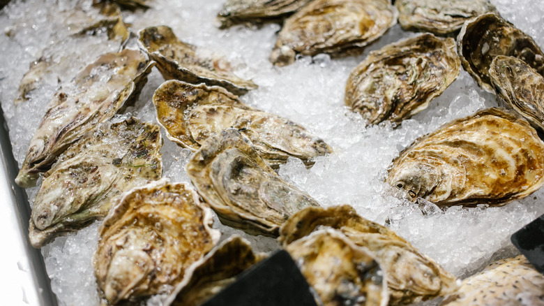 fresh oysters for sale