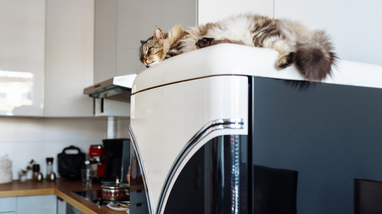 Cat lounging on top of refrigerator