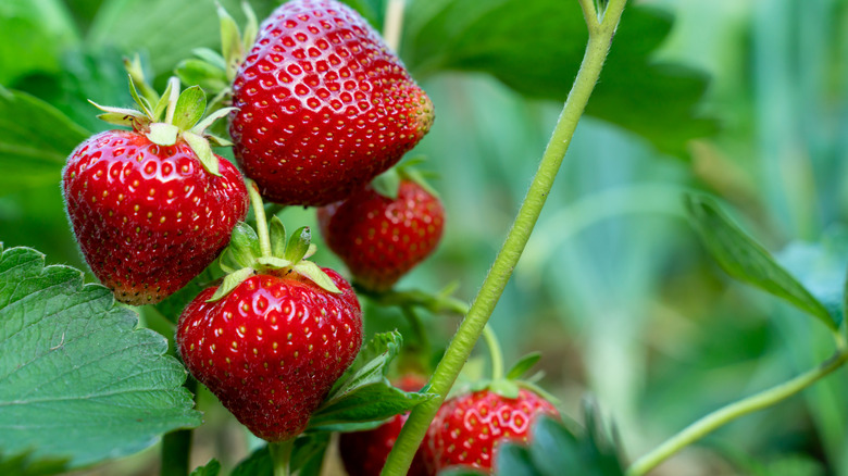 strawberry plant