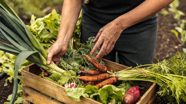 Organic produce farming vegetables