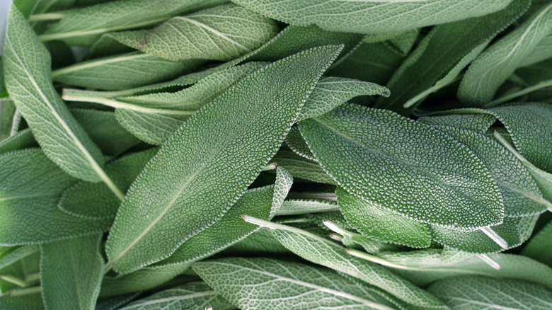 close up of green sage leaves