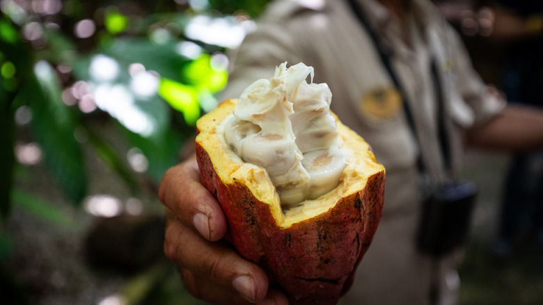 Close-up of farmer holding fresh cacao pod