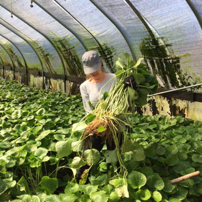Frog Eyes Farm Grows Some Of America's Only Real Wasabi